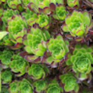 Meet your Posher, Jessie